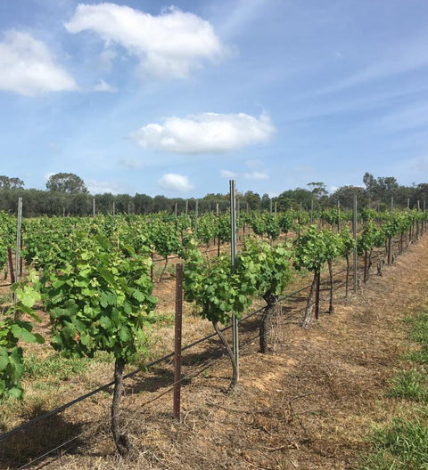 Sustainable Winemaking Practices We Follow in Hunter Valley