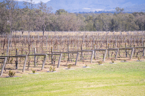 Hunter Valley Influence on Our Wine Flavours